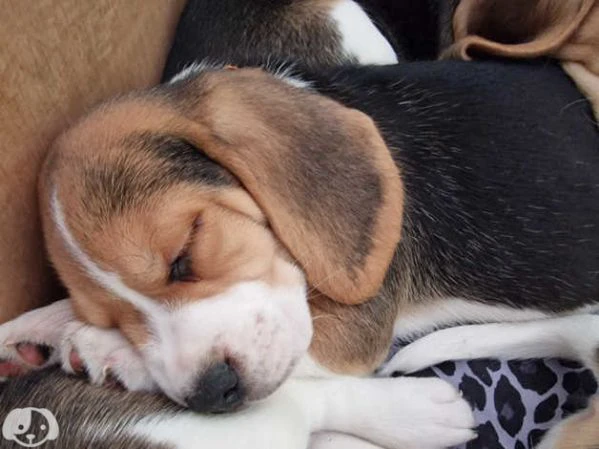beagle | Foto 3
