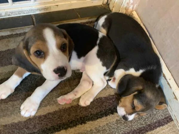 beagle | Foto 2