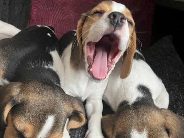 beagle | Foto 1