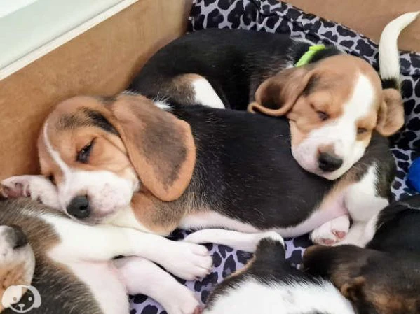beagle