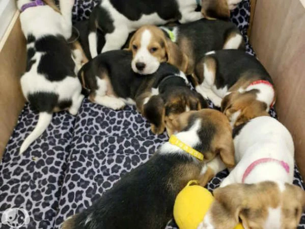 beagle | Foto 0