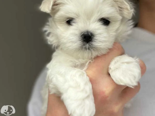 cuccioli pura razza maltese | Foto 0