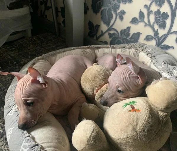 disponibili cuccioli di american hairless terrier  whatsapp:+44 7418 350314
