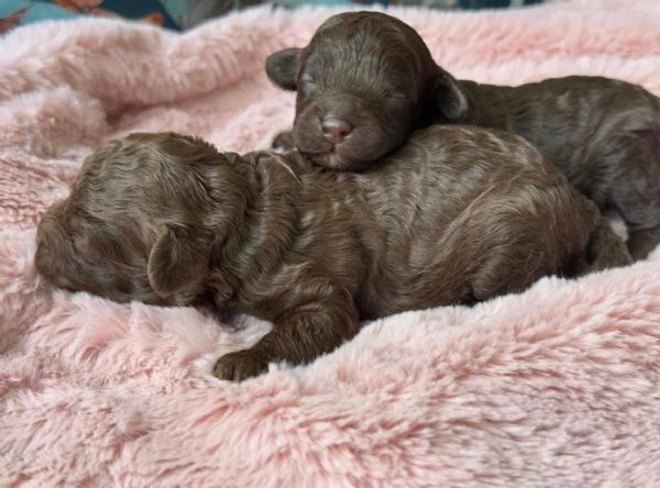 cucciolo di barboncino | Foto 6