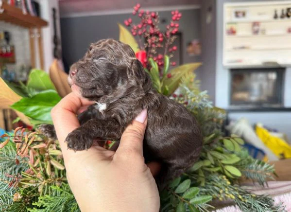 cucciolo di barboncino | Foto 4