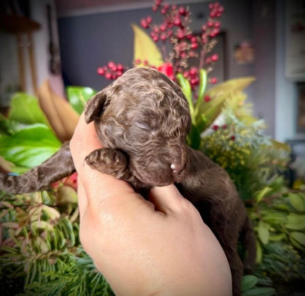 cucciolo di barboncino | Foto 3