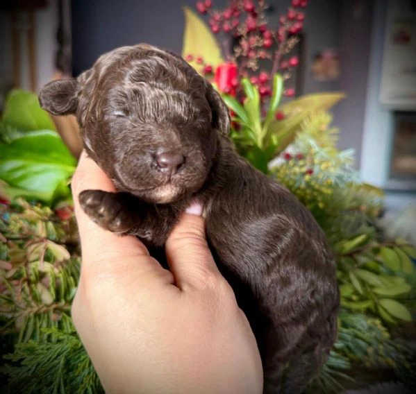 cucciolo di barboncino | Foto 1