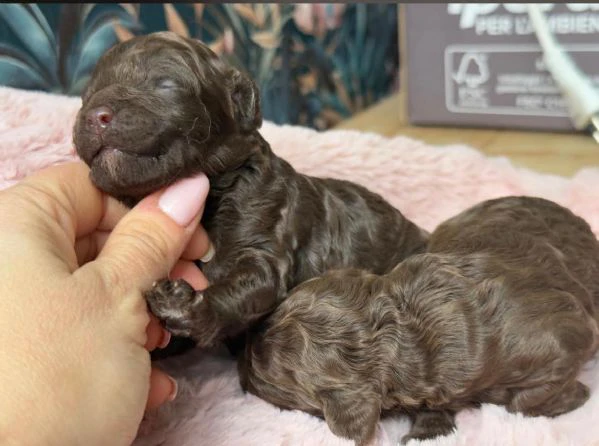 cucciolo di barboncino | Foto 0