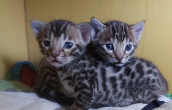 disponibili bellissimi cuccioli di bengala | Foto 5