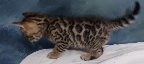 disponibili bellissimi cuccioli di bengala | Foto 4