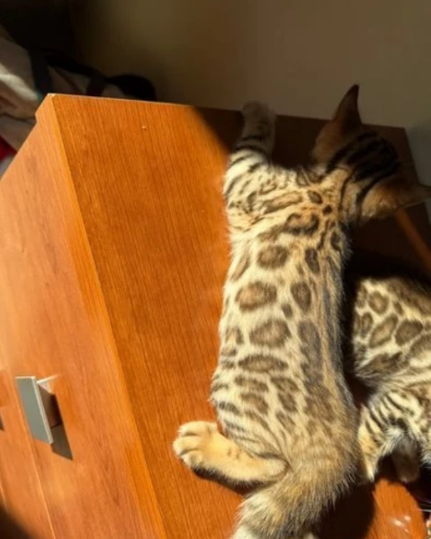 disponibili bellissimi cuccioli di bengala | Foto 3