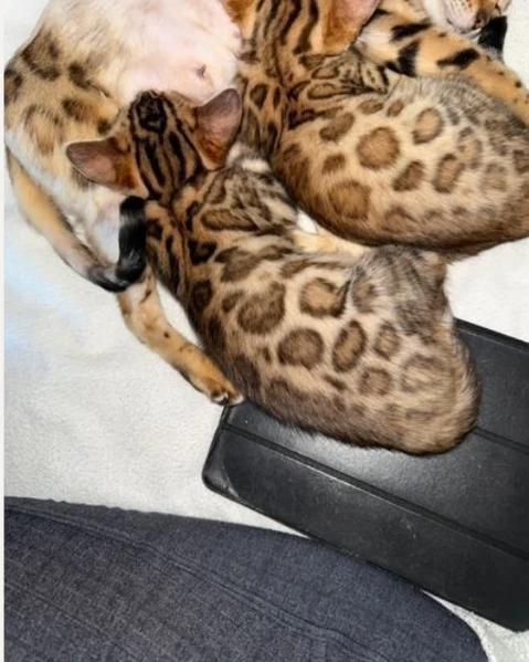 disponibili bellissimi cuccioli di bengala | Foto 2