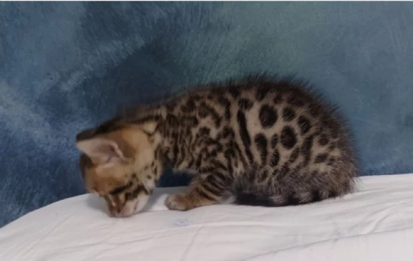 disponibili bellissimi cuccioli di bengala | Foto 1