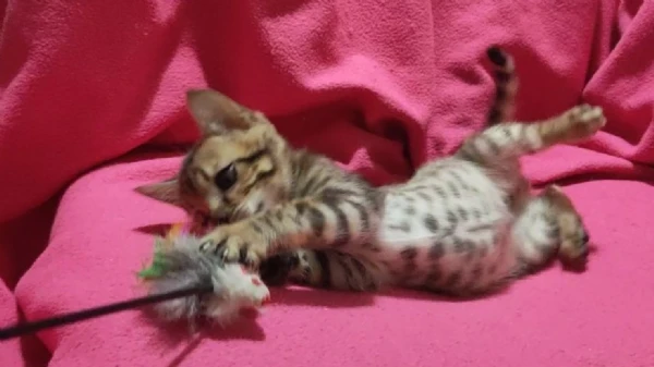 disponibili bellissimi cuccioli di bengala | Foto 0