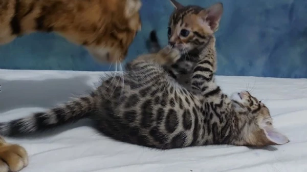 disponibili bellissimi cuccioli di bengala