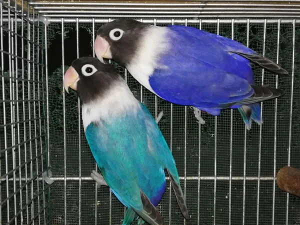 coppia insep mascherato blu x cobalto viola  | Foto 3