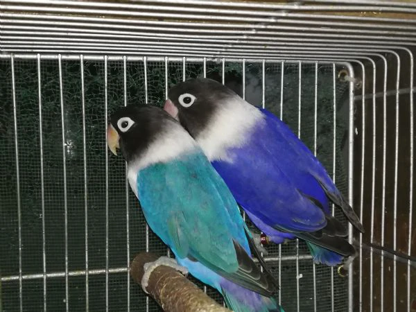 coppia insep mascherato blu x cobalto viola  | Foto 1