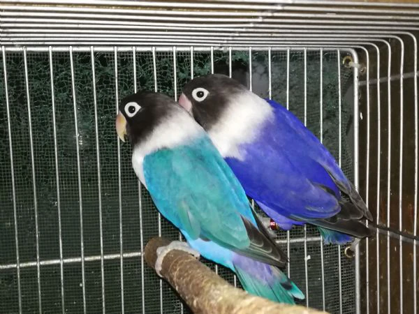 coppia insep mascherato blu x cobalto viola  | Foto 0