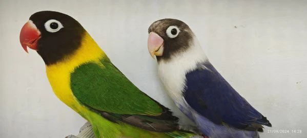 coppia insep mascherato verde x cobalto viola 