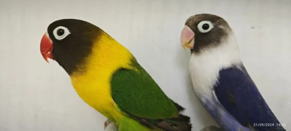 coppia insep mascherato verde x cobalto viola  | Foto 3