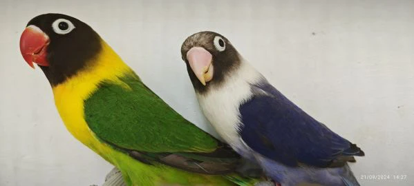 coppia insep mascherato verde x cobalto viola  | Foto 1