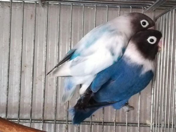 coppia insep mascherato cobalto x pezzato blu  | Foto 4