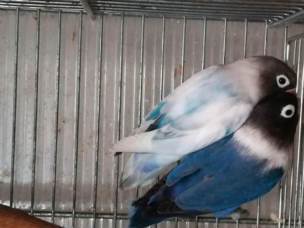 coppia insep mascherato cobalto x pezzato blu  | Foto 3