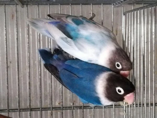 coppia insep mascherato cobalto x pezzato blu  | Foto 2