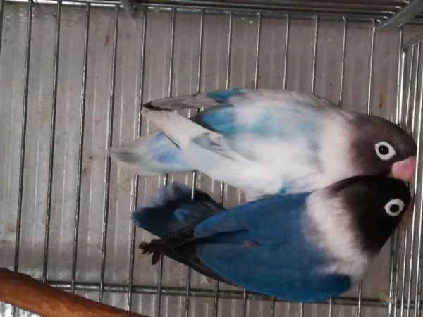coppia insep mascherato cobalto x pezzato blu  | Foto 1