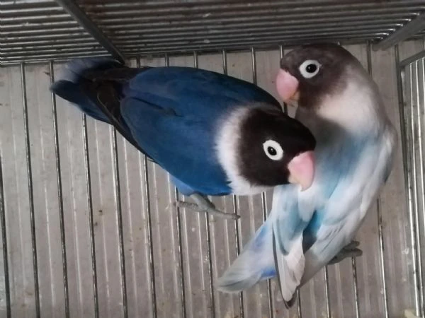 coppia insep mascherato cobalto x pezzato blu 