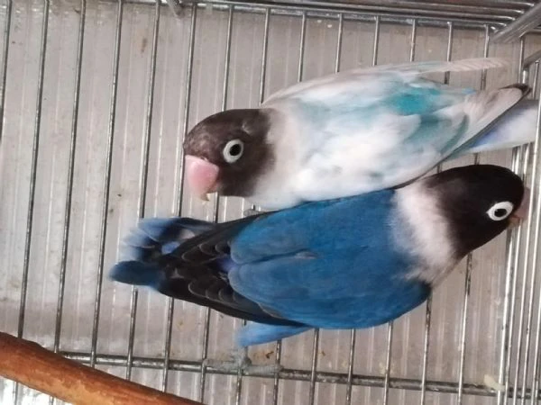 coppia insep mascherato cobalto x pezzato blu  | Foto 0