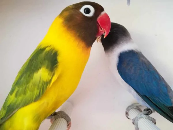 coppia insep mascherato euwing cobalto x pezzato verde  | Foto 3