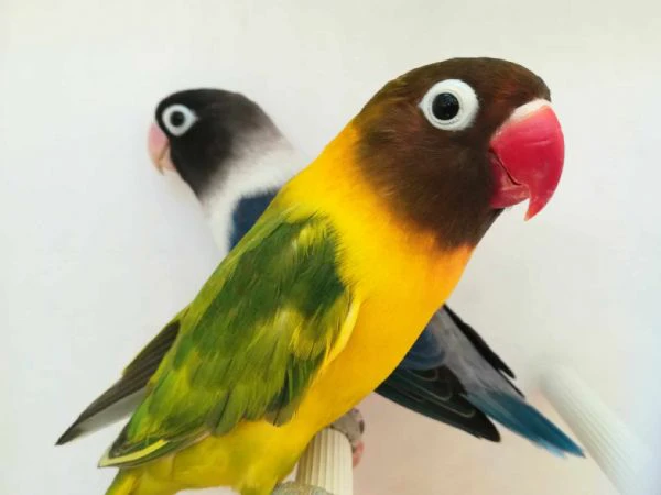 coppia insep mascherato euwing cobalto x pezzato verde  | Foto 2