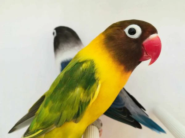 coppia insep mascherato euwing cobalto x pezzato verde  | Foto 1