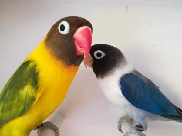 coppia insep mascherato euwing cobalto x pezzato verde 
