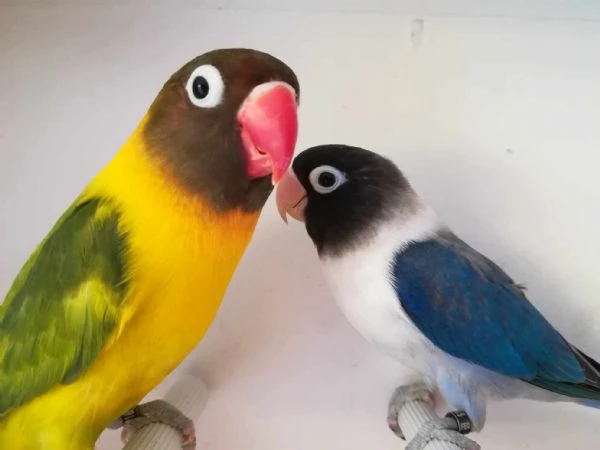 coppia insep mascherato euwing cobalto x pezzato verde  | Foto 0