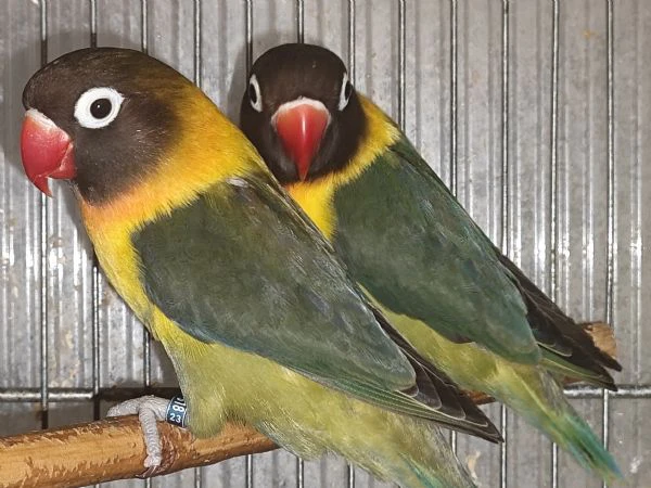 coppia insep mascherato verde oliva x verde oliva  | Foto 4