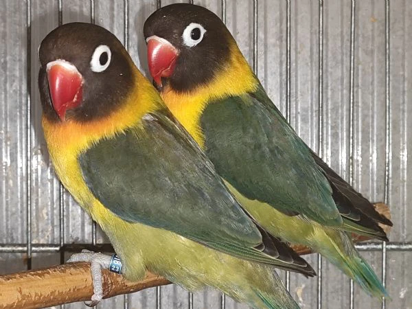 coppia insep mascherato verde oliva x verde oliva  | Foto 3