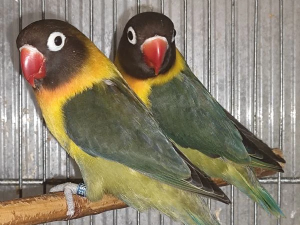 coppia insep mascherato verde oliva x verde oliva  | Foto 0