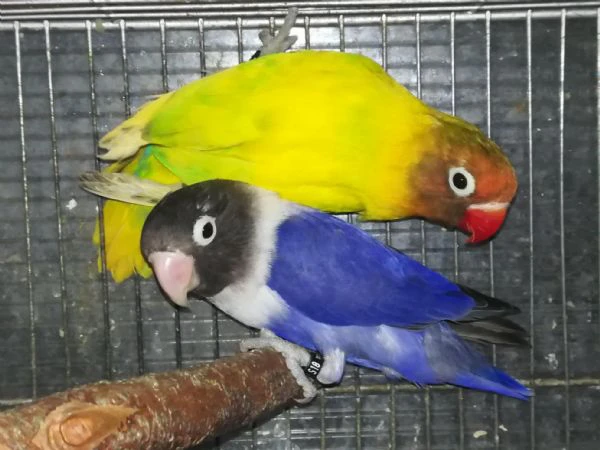 coppia insep mascherato pezzato verde x cobalto viola  | Foto 6