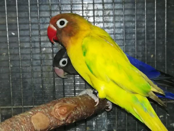 coppia insep mascherato pezzato verde x cobalto viola  | Foto 5