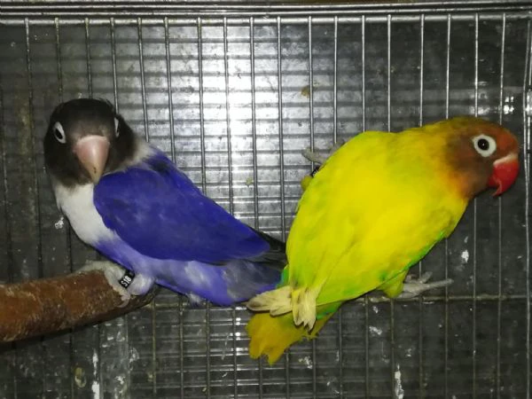 coppia insep mascherato pezzato verde x cobalto viola  | Foto 4