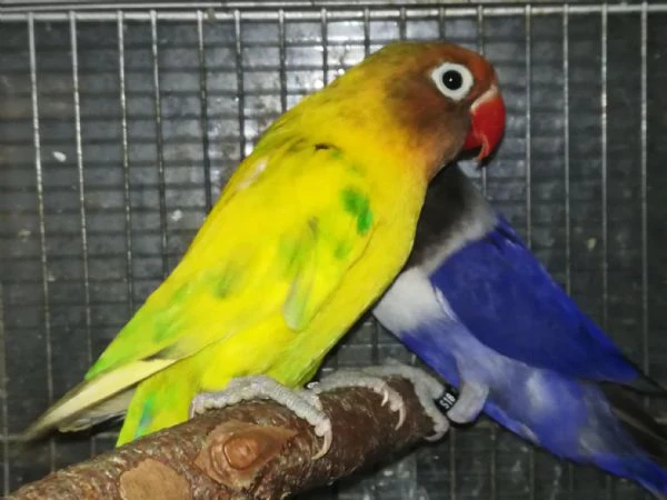 coppia insep mascherato pezzato verde x cobalto viola  | Foto 3