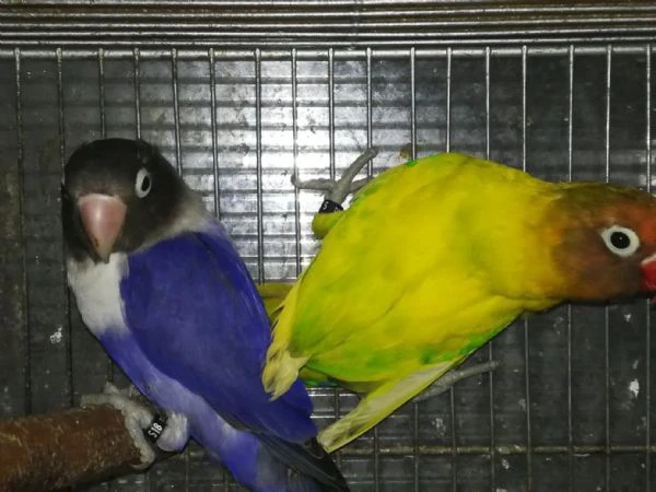 coppia insep mascherato pezzato verde x cobalto viola  | Foto 2