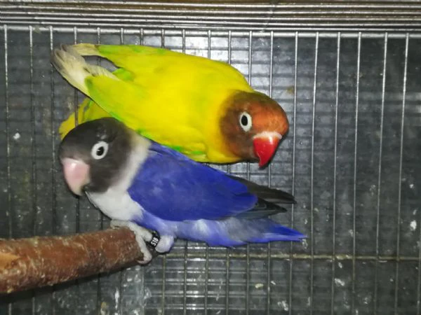 coppia insep mascherato pezzato verde x cobalto viola 