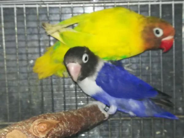 coppia insep mascherato pezzato verde x cobalto viola  | Foto 1