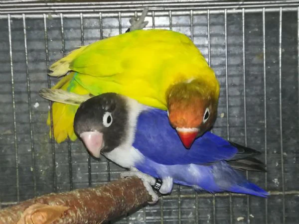 coppia insep mascherato pezzato verde x cobalto viola  | Foto 0