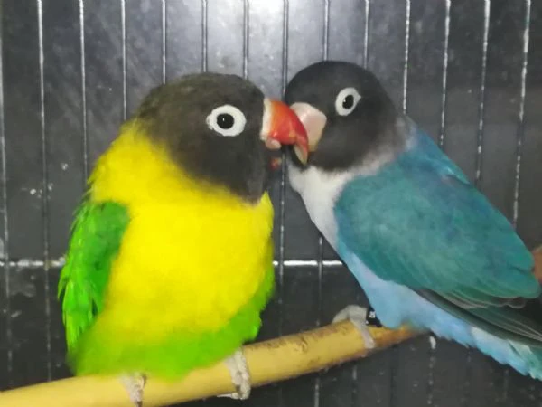 coppia insep mascherato verde x cobalto 