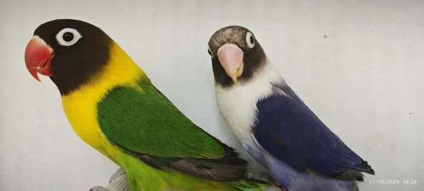 coppia insep mascherato verde x cobalto  | Foto 5