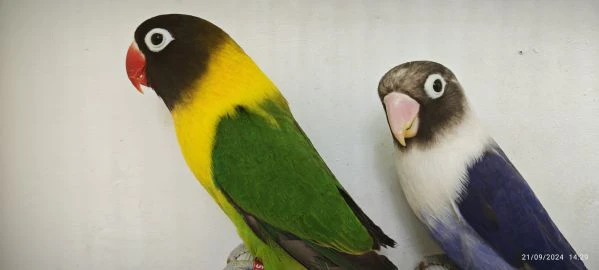 coppia insep mascherato verde x cobalto  | Foto 3